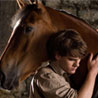 War Horse (M)