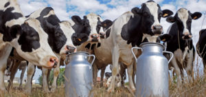 Should we let dairy farmers be #MilkedDry ?