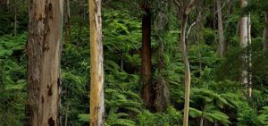 Forests of South East NSW still need protection