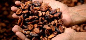 Easter Campaign To Give Cocoa Farmers A Living Wage
