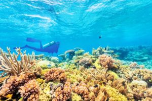 It’s time to act to save the Reef, finds new report