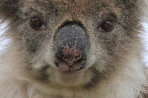 How to help wildlife during bushfires