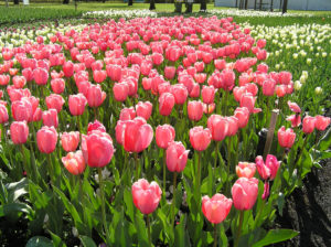 Tuggeranong to provide a symbol of hope during Floriade