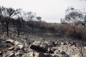 ‘I felt immense grief’: one year on from the bushfires, scientists need mental health support