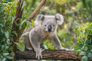 Our strange relationship with the iconic koala