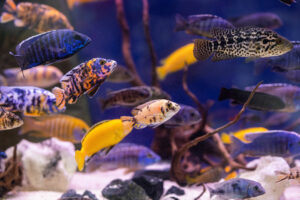 The world’s fish are shrinking as the climate warms. We’re trying to figure out why