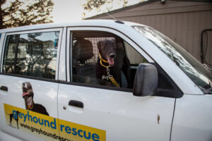 Greyhound Rescue Launches Fundraising Campaign