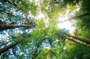 Thinking beyond human perspectives on time