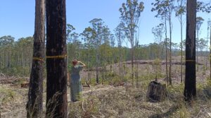 Community members gather on Gumbaynggirr Country to lament the loss of forests and build hope through love