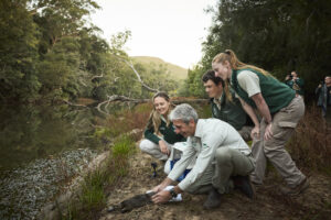 First platypus translocation in NSW results in breeding success