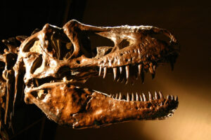 Was the Tyrannosaurus three species?