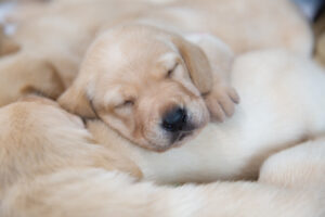 A labradorable cause