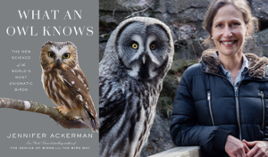 Hearing the call of owls
