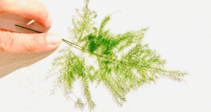 Learning from Pioneering Species