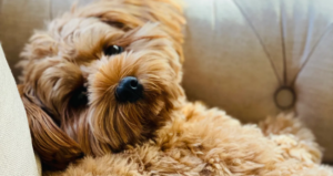 A Rude Dog and Making Eye Contact