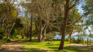 Shinrin-Yoku or the Art of Forest Bathing and Its Profound Benefits