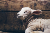 The Way of the Lamb of God