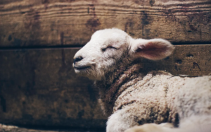 The Way of the Lamb of God