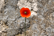 Between Two Tears: Christian Spirituality and the Israel–Gaza War