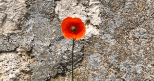 Between Two Tears: Christian Spirituality and the Israel–Gaza War