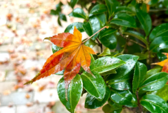 The “Ordinary Spirituality” of Death