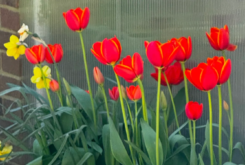 Lilies and Birds