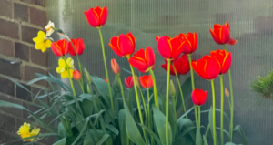 Lilies and Birds